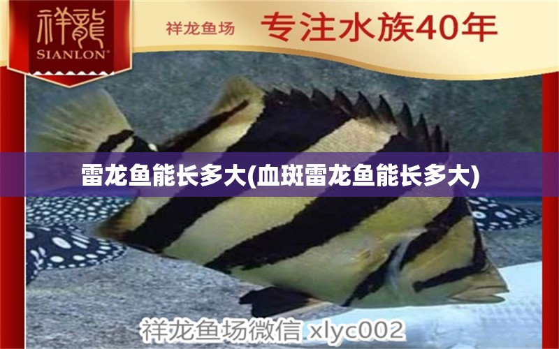 雷龙鱼能长多大(血斑雷龙鱼能长多大) 红尾平克鱼
