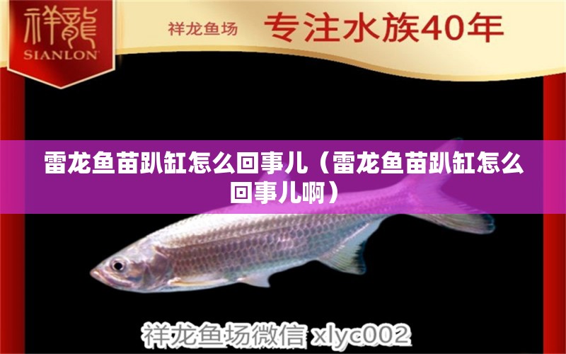 雷龙鱼苗趴缸怎么回事儿（雷龙鱼苗趴缸怎么回事儿啊） 祥龙水族医院