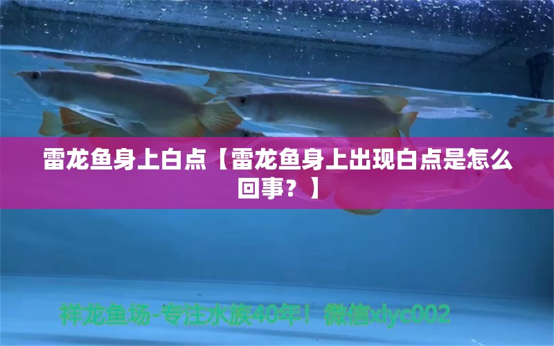 雷龙鱼身上白点【雷龙鱼身上出现白点是怎么回事？】