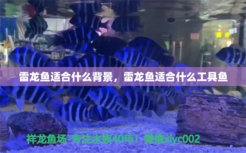 雷龙鱼适合什么背景，雷龙鱼适合什么工具鱼