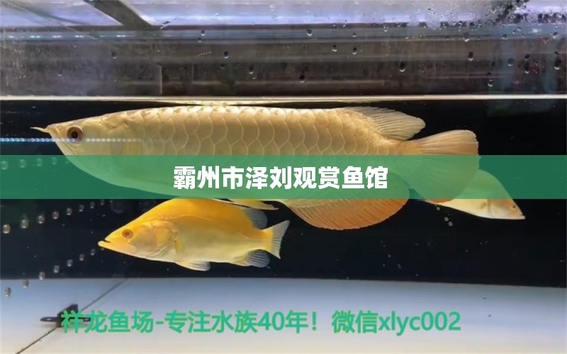 霸州市泽刘观赏鱼馆  全国水族馆企业名录 第1张