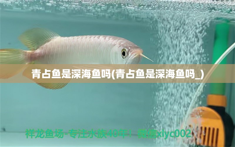 青占鱼是深海鱼吗(青占鱼是深海鱼吗_) 粗线银版鱼苗