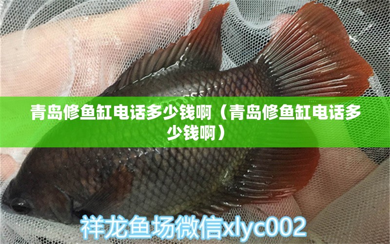 青岛修鱼缸电话多少钱啊（青岛修鱼缸电话多少钱啊） 祥龙水族医院