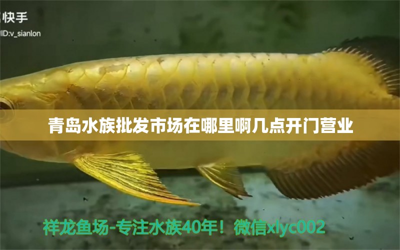 青岛水族批发市场在哪里啊几点开门营业