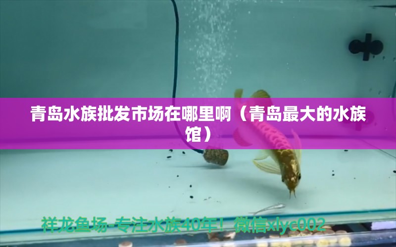 青岛水族批发市场在哪里啊（青岛最大的水族馆）