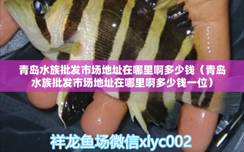 青岛水族批发市场地址在哪里啊多少钱（青岛水族批发市场地址在哪里啊多少钱一位） 观赏鱼水族批发市场