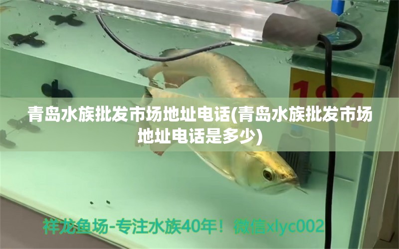 青岛水族批发市场地址电话(青岛水族批发市场地址电话是多少) 观赏鱼水族批发市场 第1张