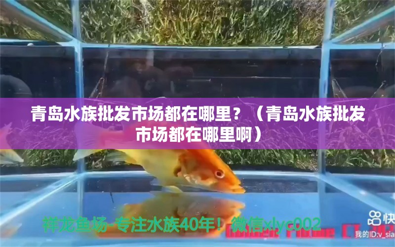 青岛水族批发市场都在哪里？（青岛水族批发市场都在哪里啊）