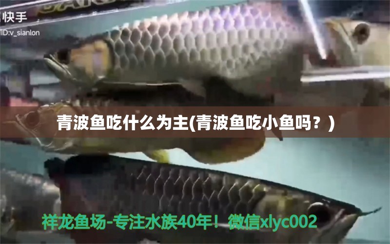 青波鱼吃什么为主(青波鱼吃小鱼吗？) 广州祥龙国际水族贸易