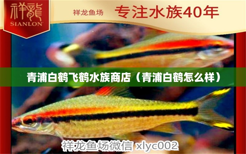 青浦白鹤飞鹤水族商店（青浦白鹤怎么样） 全国水族馆企业名录