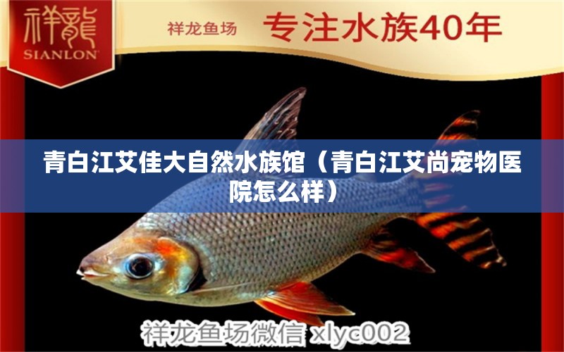 青白江艾佳大自然水族馆（青白江艾尚宠物医院怎么样）