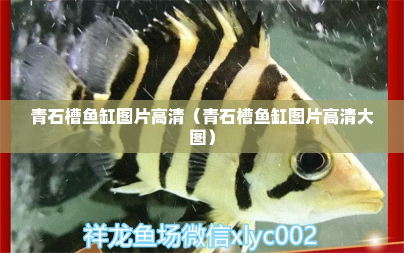 青石槽鱼缸图片高清（青石槽鱼缸图片高清大图） 祥龙水族医院