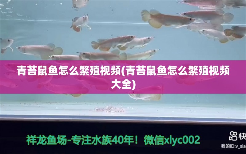 青苔鼠鱼怎么繁殖视频(青苔鼠鱼怎么繁殖视频大全) 观赏鱼 第1张