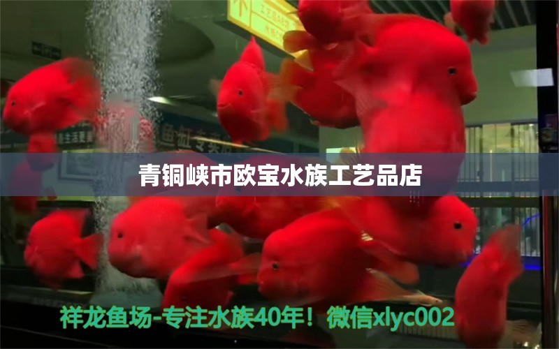 青铜峡市欧宝水族工艺品店 全国水族馆企业名录