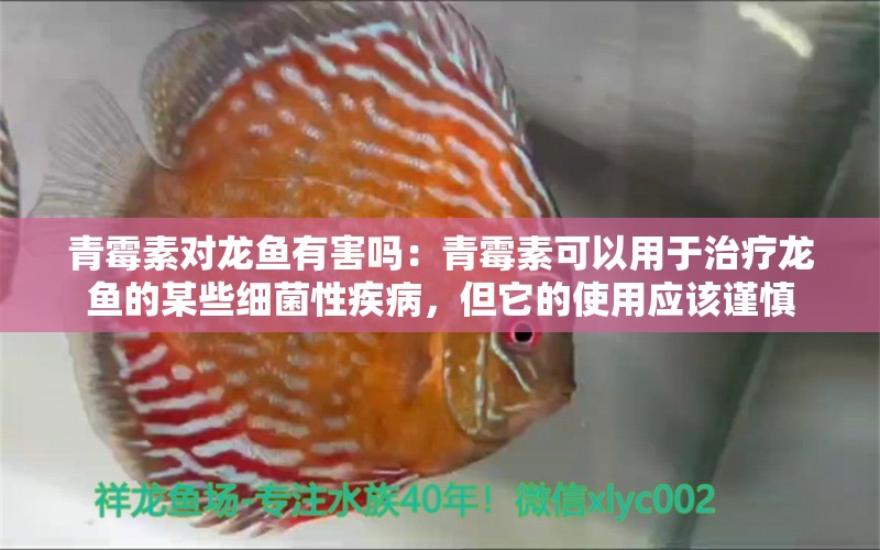 青霉素对龙鱼有害吗：青霉素可以用于治疗龙鱼的某些细菌性疾病，但它的使用应该谨慎