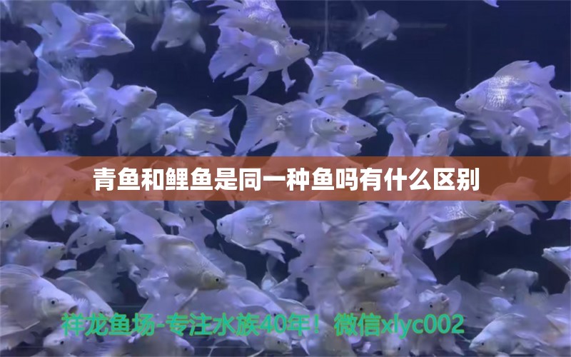 青鱼和鲤鱼是同一种鱼吗有什么区别 观赏鱼市场