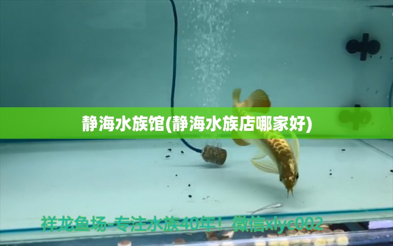 静海水族馆(静海水族店哪家好) 申古三间鱼 第1张