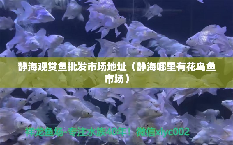 静海观赏鱼批发市场地址（静海哪里有花鸟鱼市场） 观赏鱼批发