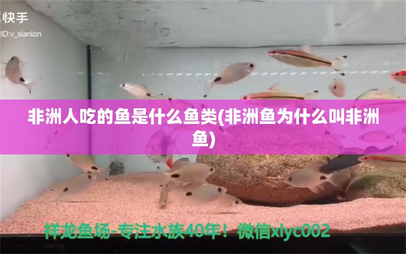 非洲人吃的鱼是什么鱼类(非洲鱼为什么叫非洲鱼) 粗线银版鱼