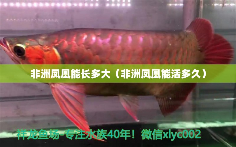 非洲凤凰能长多大（非洲凤凰能活多久） 其它水族用具设备