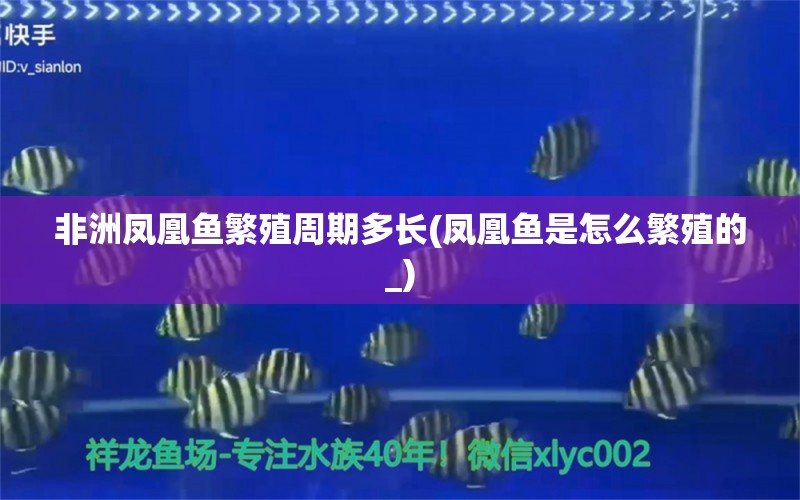 非洲凤凰鱼繁殖周期多长(凤凰鱼是怎么繁殖的_)