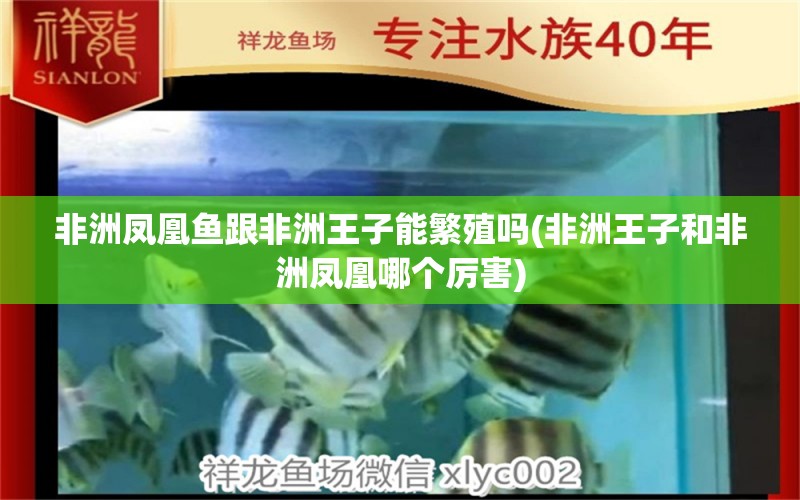 非洲凤凰鱼跟非洲王子能繁殖吗(非洲王子和非洲凤凰哪个厉害) 观赏鱼 第1张