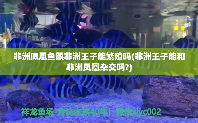 非洲凤凰鱼跟非洲王子能繁殖吗(非洲王子能和非洲凤凰杂交吗?)