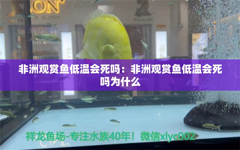 非洲观赏鱼低温会死吗：非洲观赏鱼低温会死吗为什么