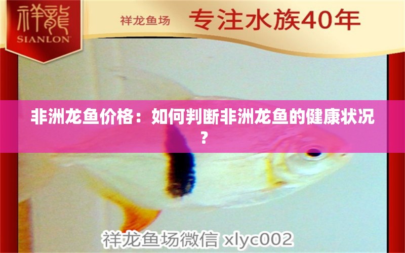 非洲龙鱼价格：如何判断非洲龙鱼的健康状况？ 水族问答