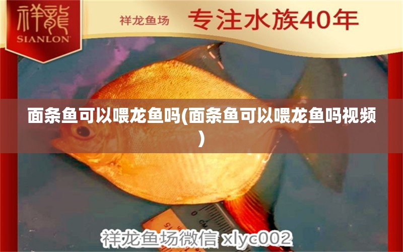 面条鱼可以喂龙鱼吗(面条鱼可以喂龙鱼吗视频) 虎鱼鱼苗 第1张