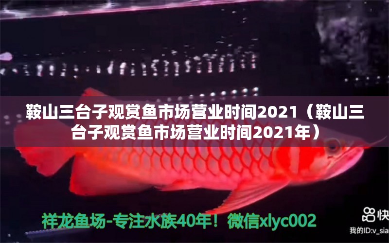 鞍山三台子观赏鱼市场营业时间2021（鞍山三台子观赏鱼市场营业时间2021年） 观赏鱼市场（混养鱼）