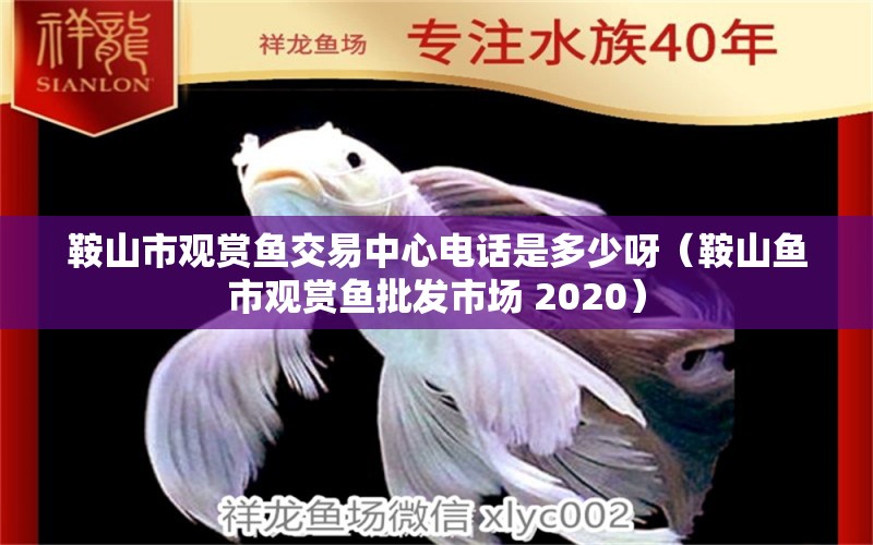 鞍山市观赏鱼交易中心电话是多少呀（鞍山鱼市观赏鱼批发市场 2020） BD魟鱼 第1张