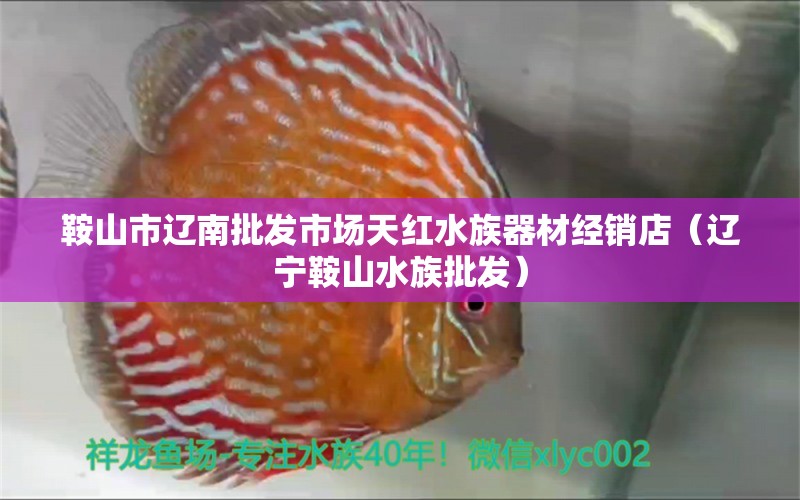 鞍山市辽南批发市场天红水族器材经销店（辽宁鞍山水族批发）