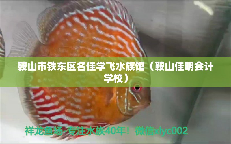 鞍山市铁东区名佳学飞水族馆（鞍山佳明会计学校）