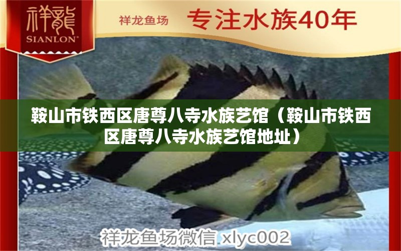 鞍山市铁西区唐尊八寺水族艺馆（鞍山市铁西区唐尊八寺水族艺馆地址） 全国水族馆企业名录