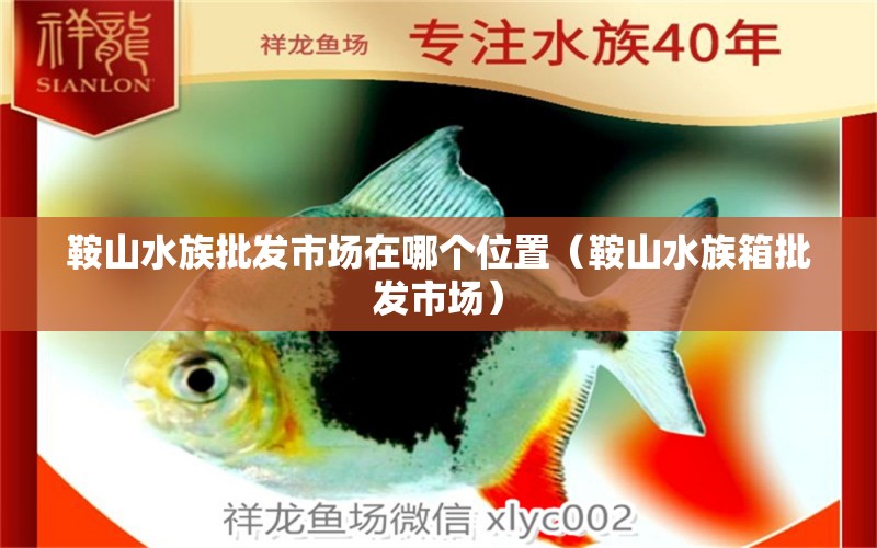 鞍山水族批发市场在哪个位置（鞍山水族箱批发市场） 观赏鱼水族批发市场 第1张