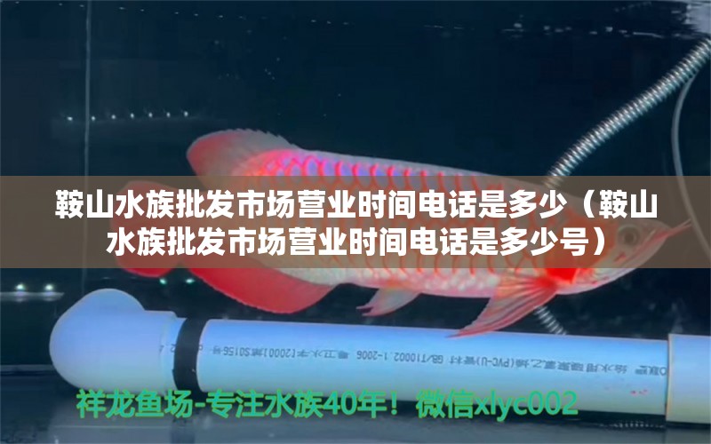 鞍山水族批发市场营业时间电话是多少（鞍山水族批发市场营业时间电话是多少号）