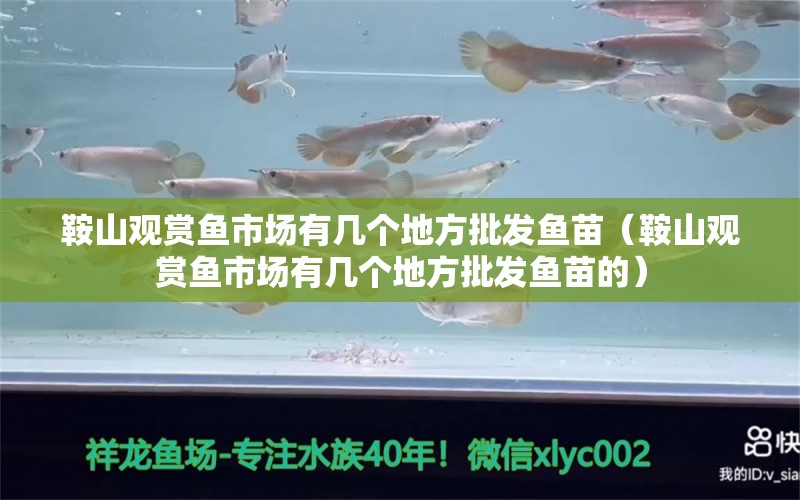 鞍山观赏鱼市场有几个地方批发鱼苗（鞍山观赏鱼市场有几个地方批发鱼苗的）