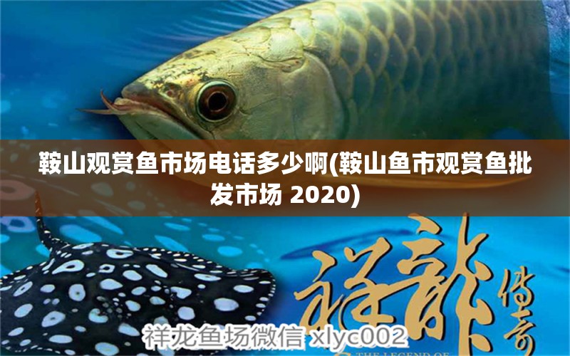 鞍山观赏鱼市场电话多少啊(鞍山鱼市观赏鱼批发市场 2020) 观赏鱼批发