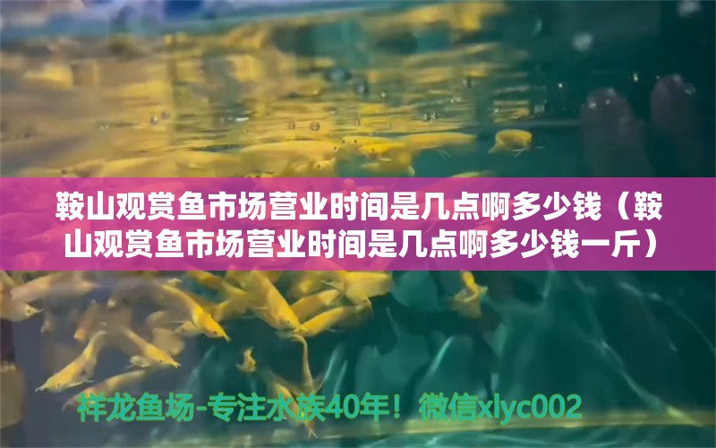 鞍山观赏鱼市场营业时间是几点啊多少钱（鞍山观赏鱼市场营业时间是几点啊多少钱一斤） 观赏鱼市场（混养鱼）