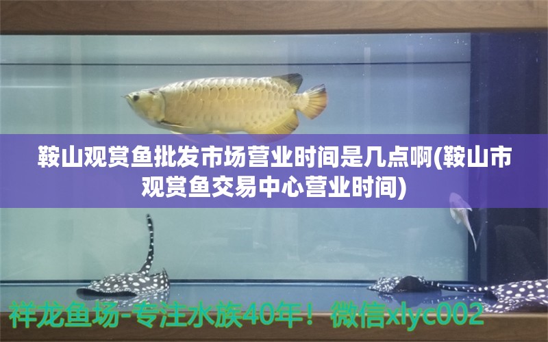 鞍山观赏鱼批发市场营业时间是几点啊(鞍山市观赏鱼交易中心营业时间) 观赏鱼批发