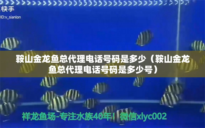 鞍山金龙鱼总代理电话号码是多少（鞍山金龙鱼总代理电话号码是多少号）