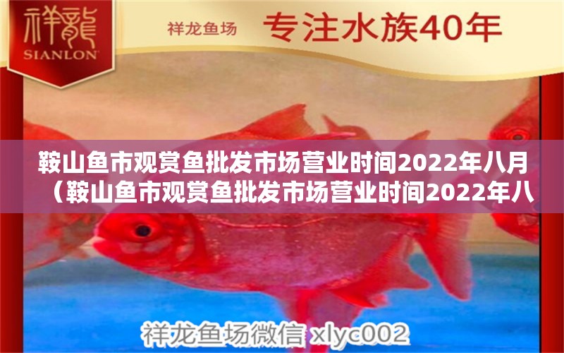 鞍山鱼市观赏鱼批发市场营业时间2022年八月（鞍山鱼市观赏鱼批发市场营业时间2022年八月） 观赏鱼批发