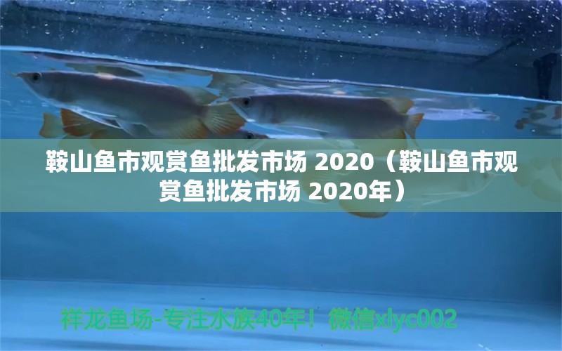 鞍山鱼市观赏鱼批发市场 2020（鞍山鱼市观赏鱼批发市场 2020年）