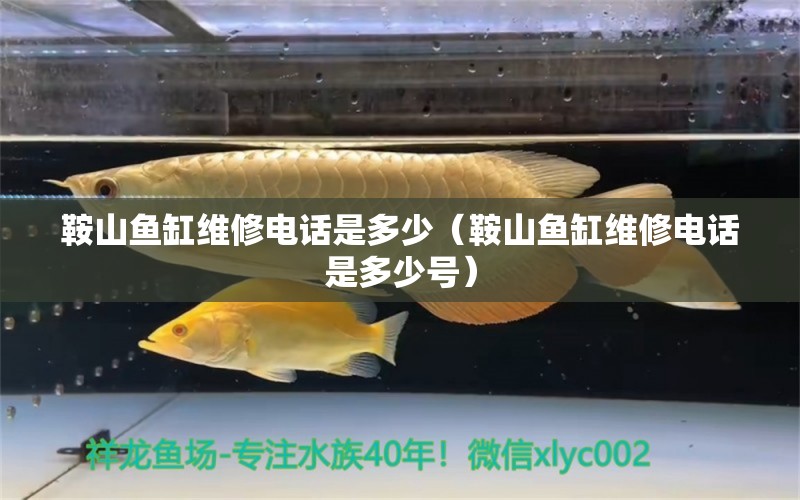 鞍山鱼缸维修电话是多少（鞍山鱼缸维修电话是多少号） 其他品牌鱼缸