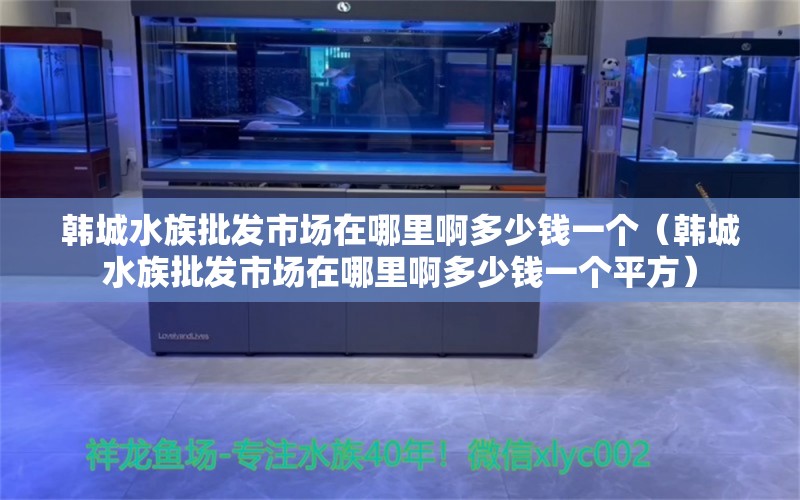 韩城水族批发市场在哪里啊多少钱一个（韩城水族批发市场在哪里啊多少钱一个平方）