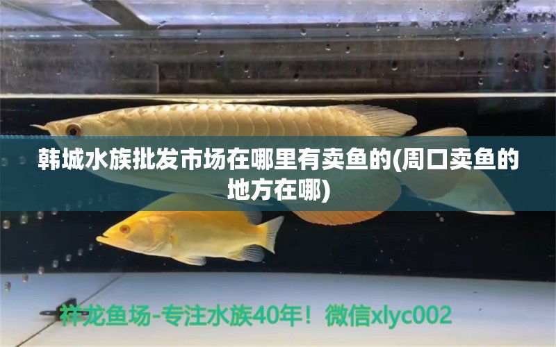 韩城水族批发市场在哪里有卖鱼的(周口卖鱼的地方在哪) 观赏鱼水族批发市场