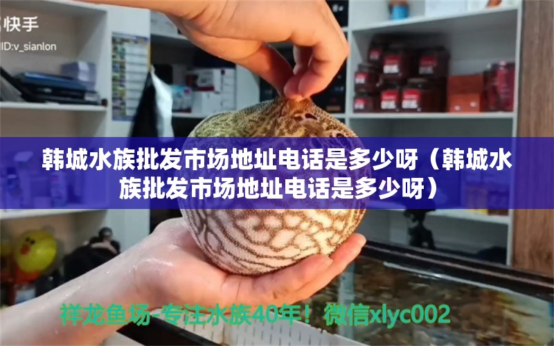 韩城水族批发市场地址电话是多少呀（韩城水族批发市场地址电话是多少呀） 观赏鱼水族批发市场