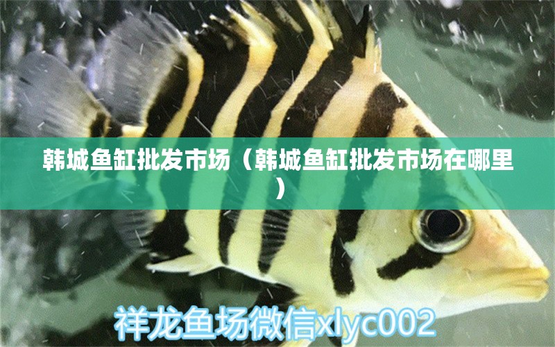 韩城鱼缸批发市场（韩城鱼缸批发市场在哪里） 观赏鱼水族批发市场