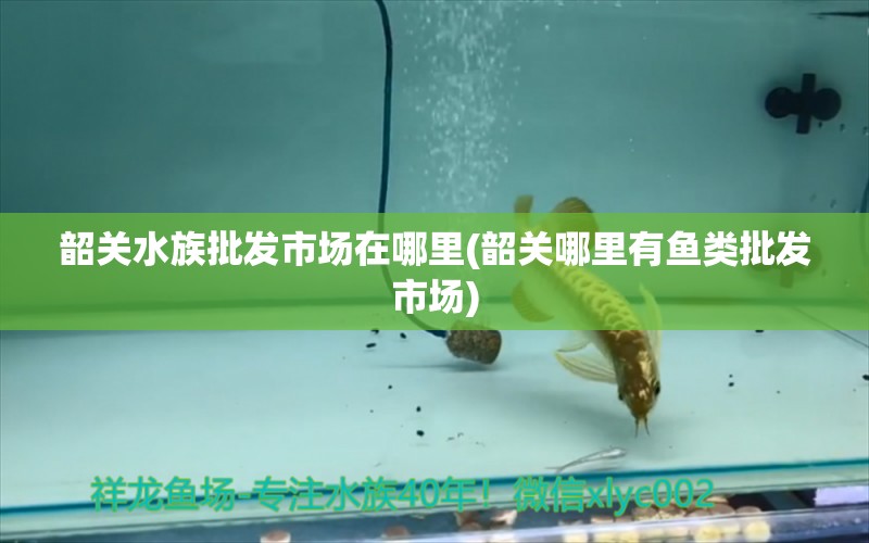 韶关水族批发市场在哪里(韶关哪里有鱼类批发市场) 观赏鱼水族批发市场